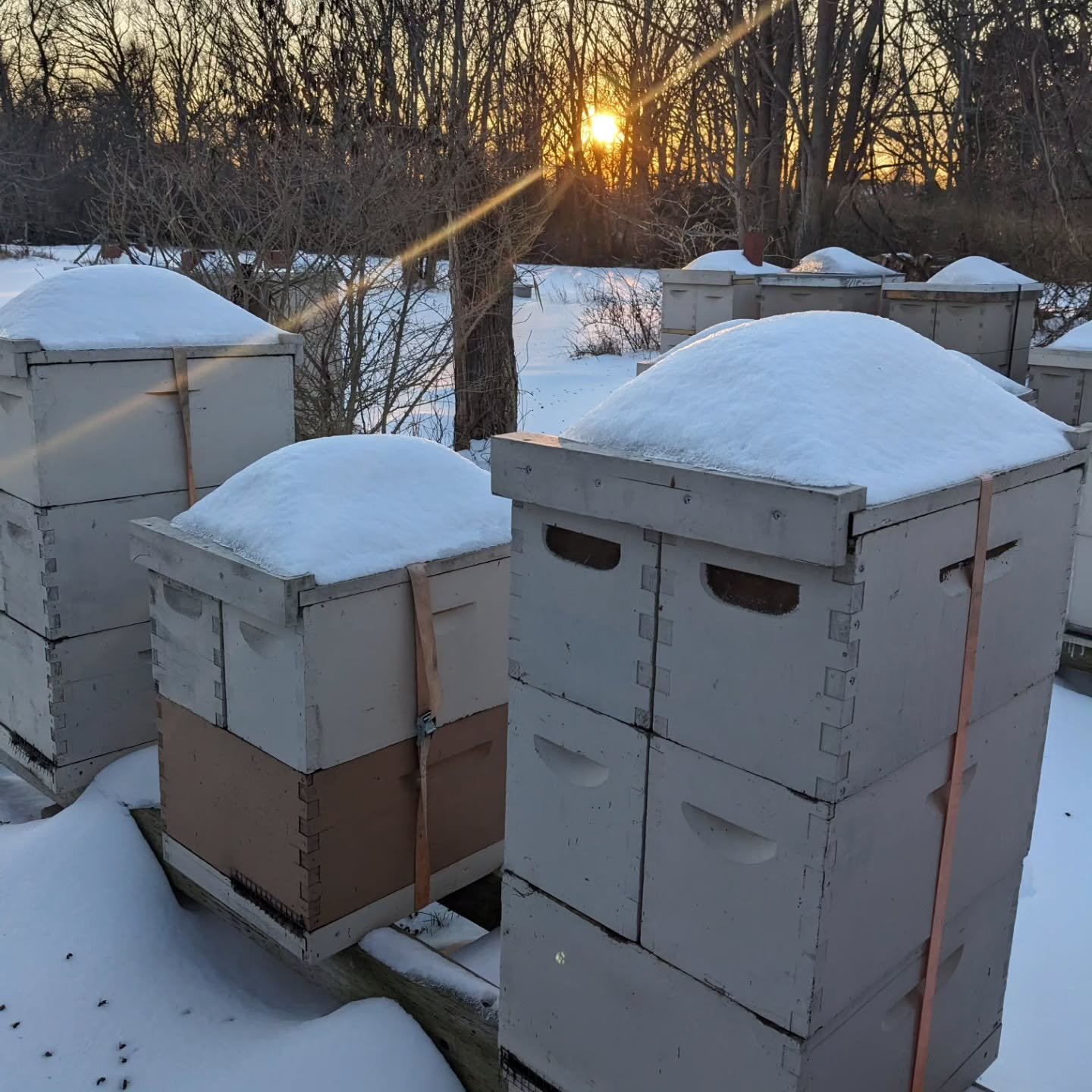 These are the days that try a beekeeper's mental fortitude. From early December the bees have been put to the test. While we dodged some storms here in New Jersey the temperatures have not been very forgiving this winter season. With temps barely get
