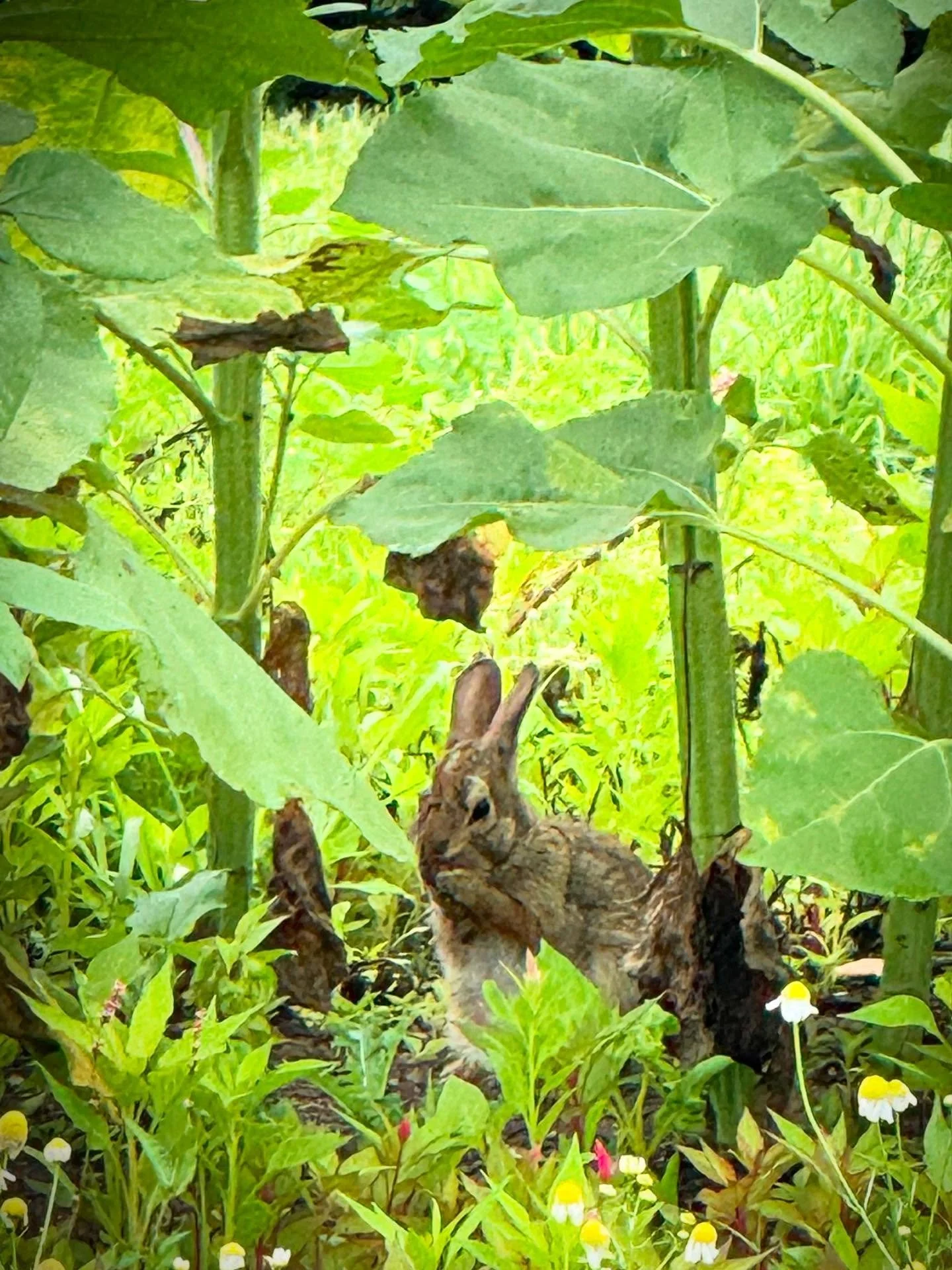 I found Peter Rabbit!
#rabbitroom #sunflowerden