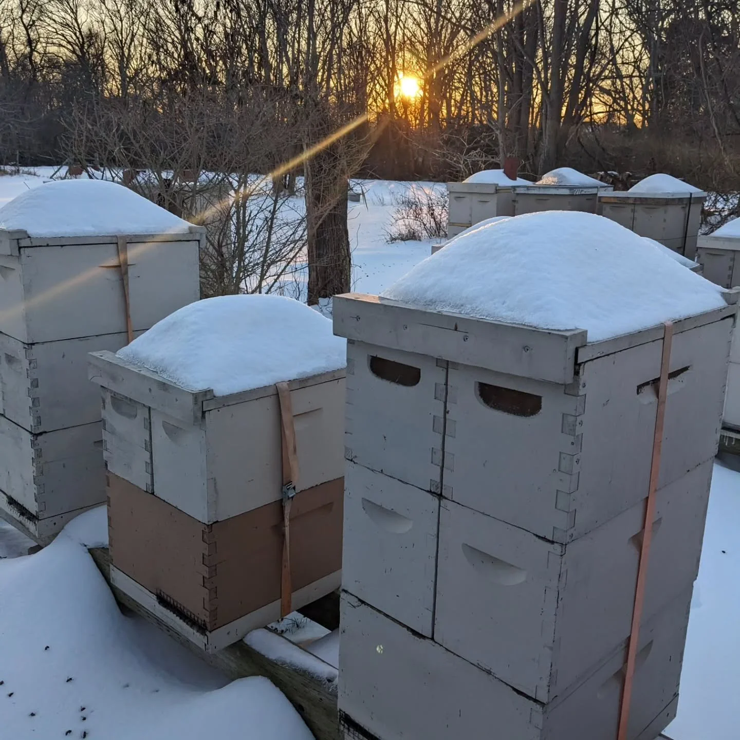 These are the days that try a beekeeper's mental fortitude. From early December the bees have been put to the test. While we dodged some storms here in New Jersey the temperatures have not been very forgiving this winter season. With temps barely get