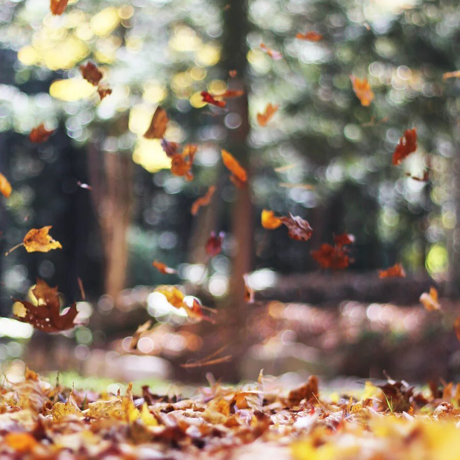 Sunday vibes🍁