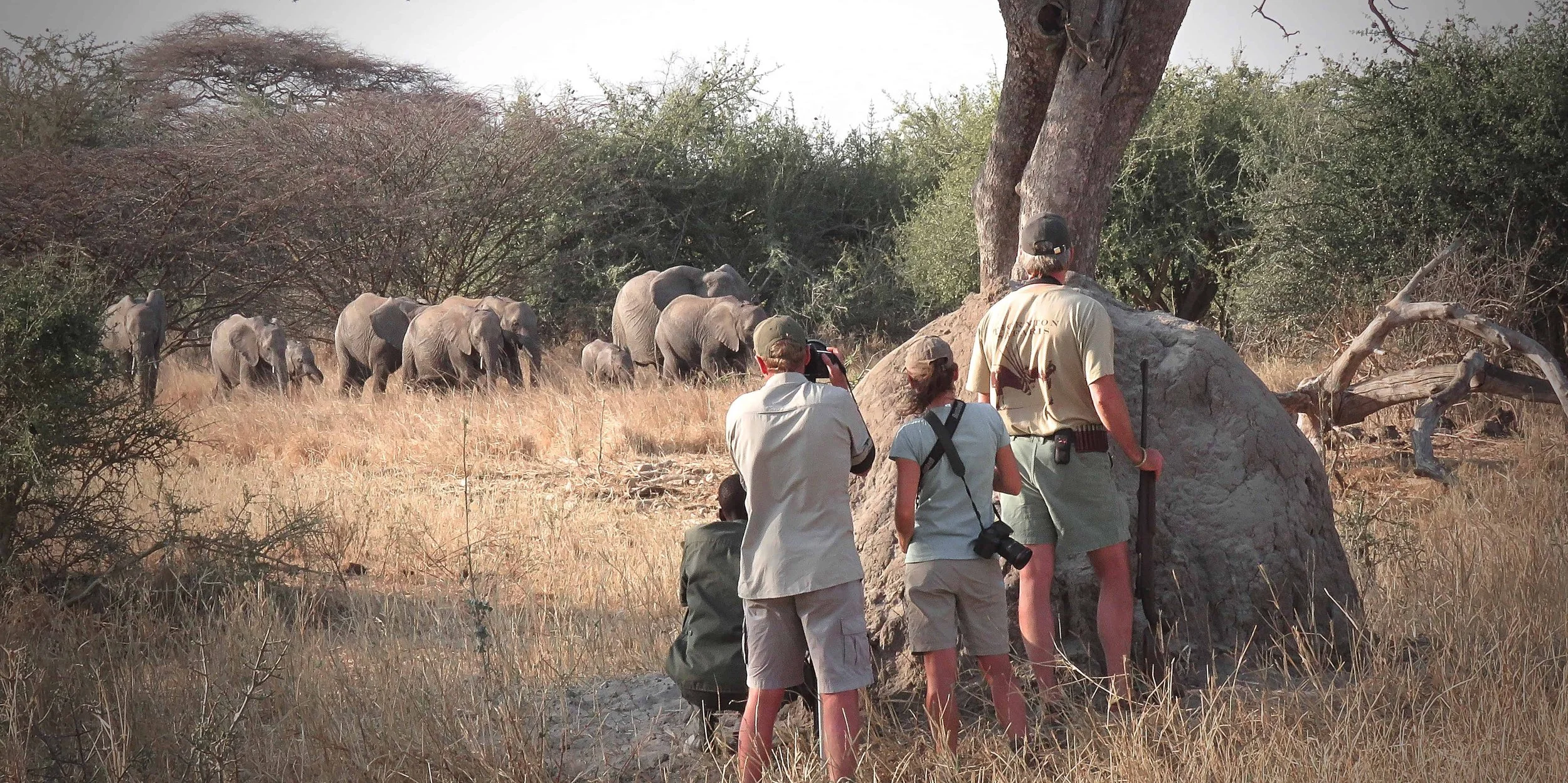 thornton-safaris-walking-on-elephants-tarangire.jpg