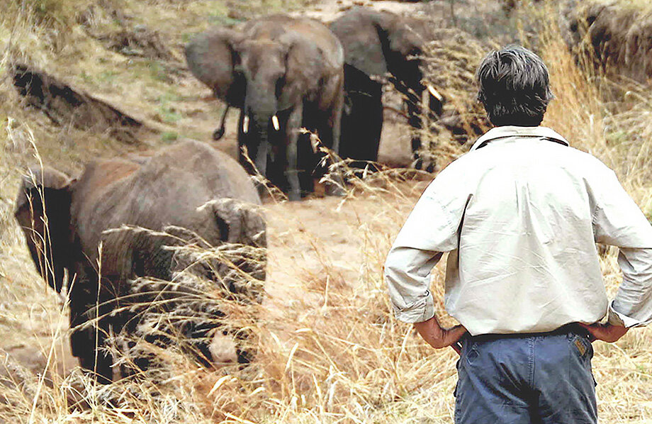 thornton-safaris-tarangire-elephants-on-foot.jpg