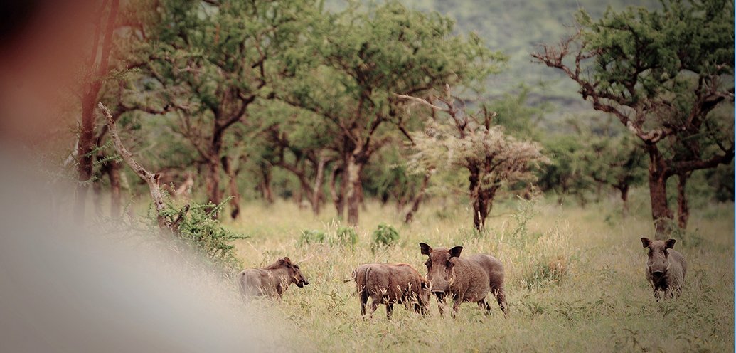 thornton-safaris-walking-on-warthogs-serengeti.jpg