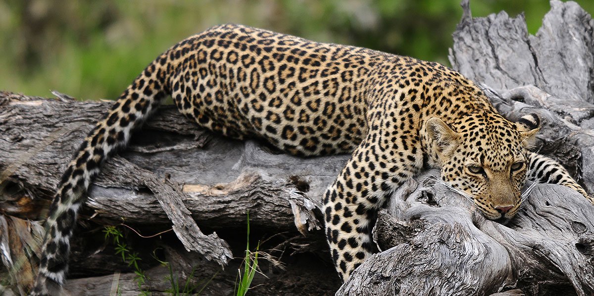 thornton-safaris-leopard-on-tree-trunk-crop.jpg