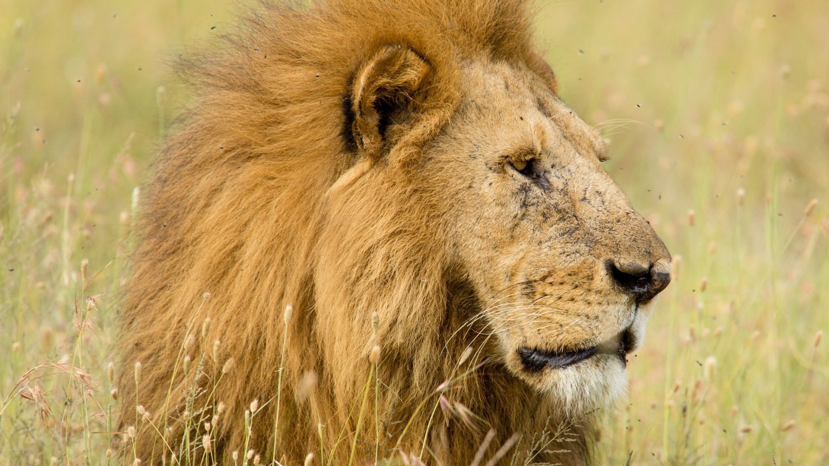 thornton-safaris-lion-cropped.jpg