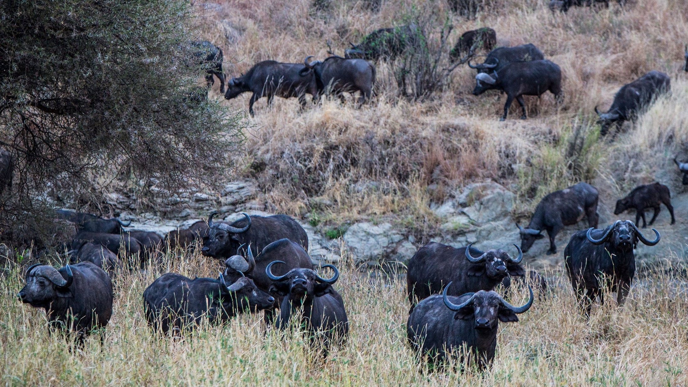 thornton-safaris-serengeti-walking-safari-walking-on-buffalo.jpg