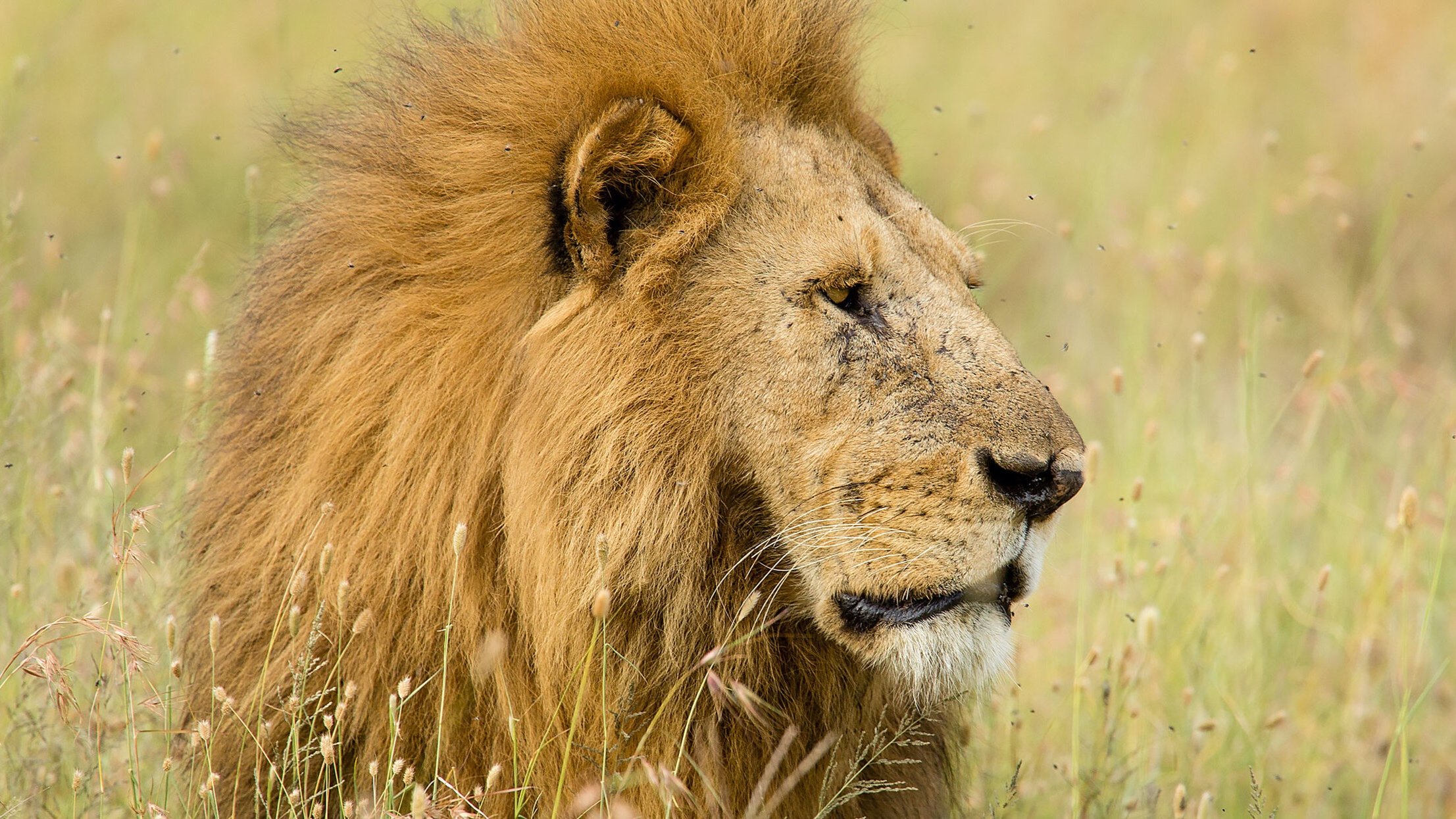 thornton-safaris-lion-serengeti.jpg