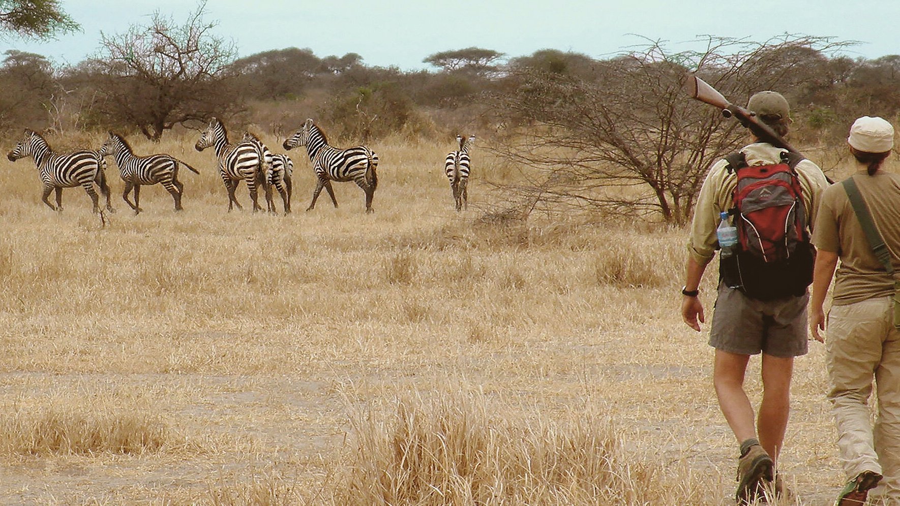 thornton-safaris-walking-with-zebra.jpg