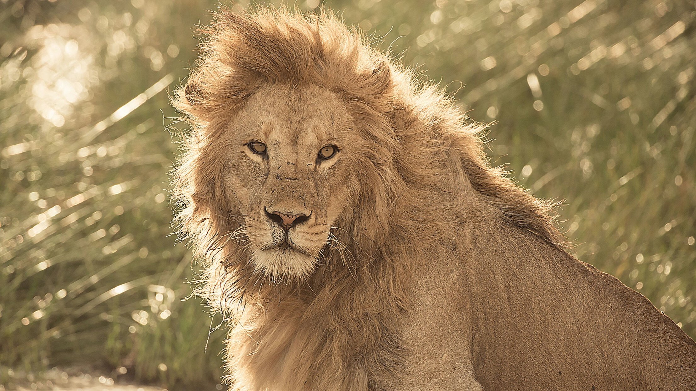 thornton-safaris-serengeti-safari-lion.jpg