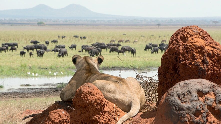 thornton-safaris-lioness-looking-at-buffalo.jpg