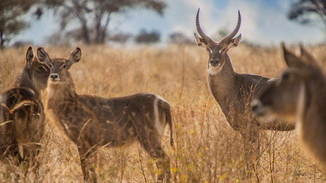 thornton-safaris-serengeti-water-buck.jpg