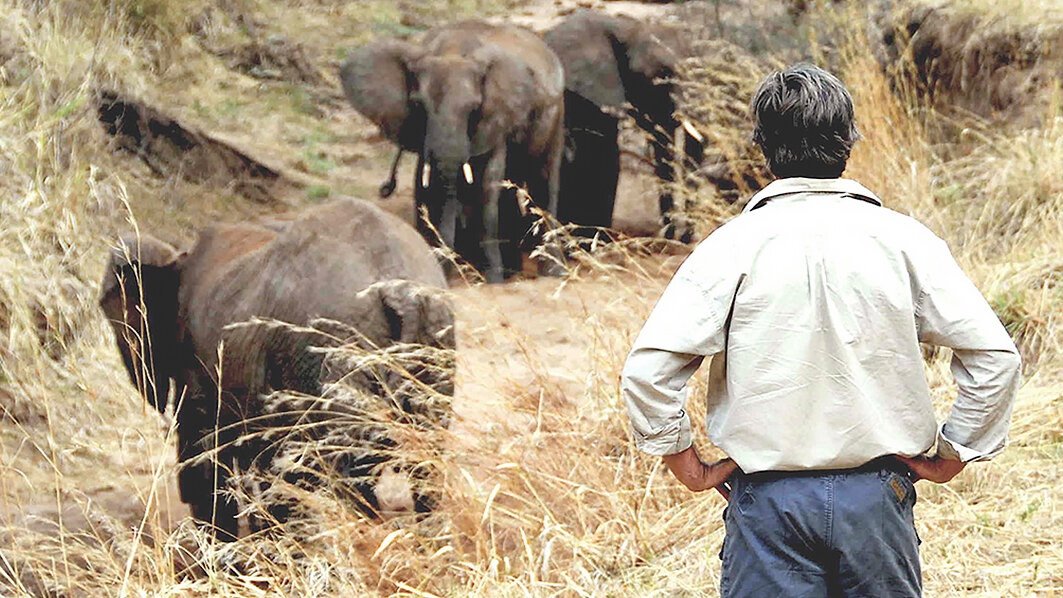 thornton-safaris-tarangire-elephants-on-foot.jpg