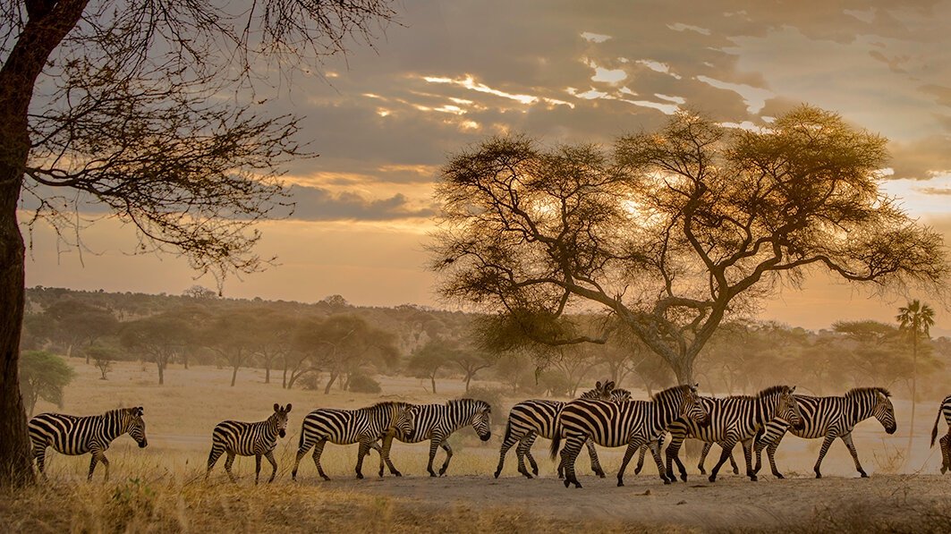 thornton-safaris-tarangire-zebras-at-dusk.jpg
