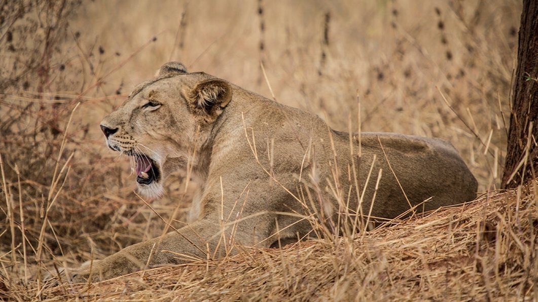 thornton-safaris-lioness-tarangire.jpg