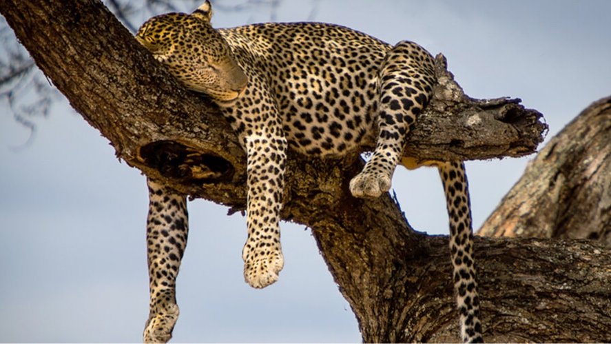 thornton-safaris-ruaha-leopard.jpg