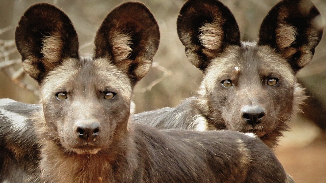 thornton-safaris-wild-dogs.jpg