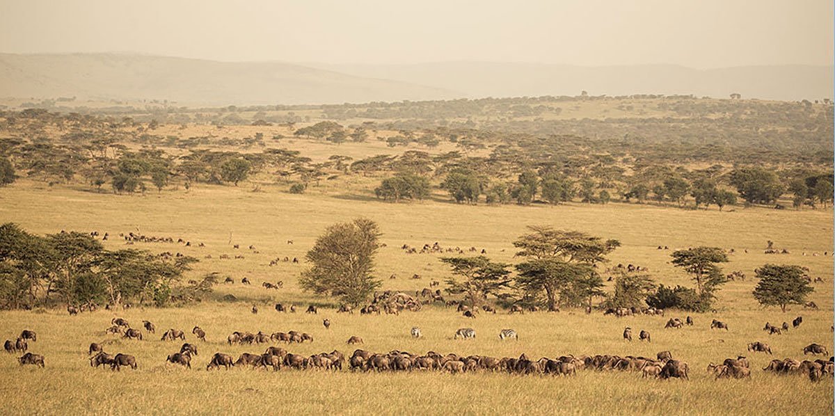 thornton-safaris-serengeti-wildebeest-migration-safari.jpg