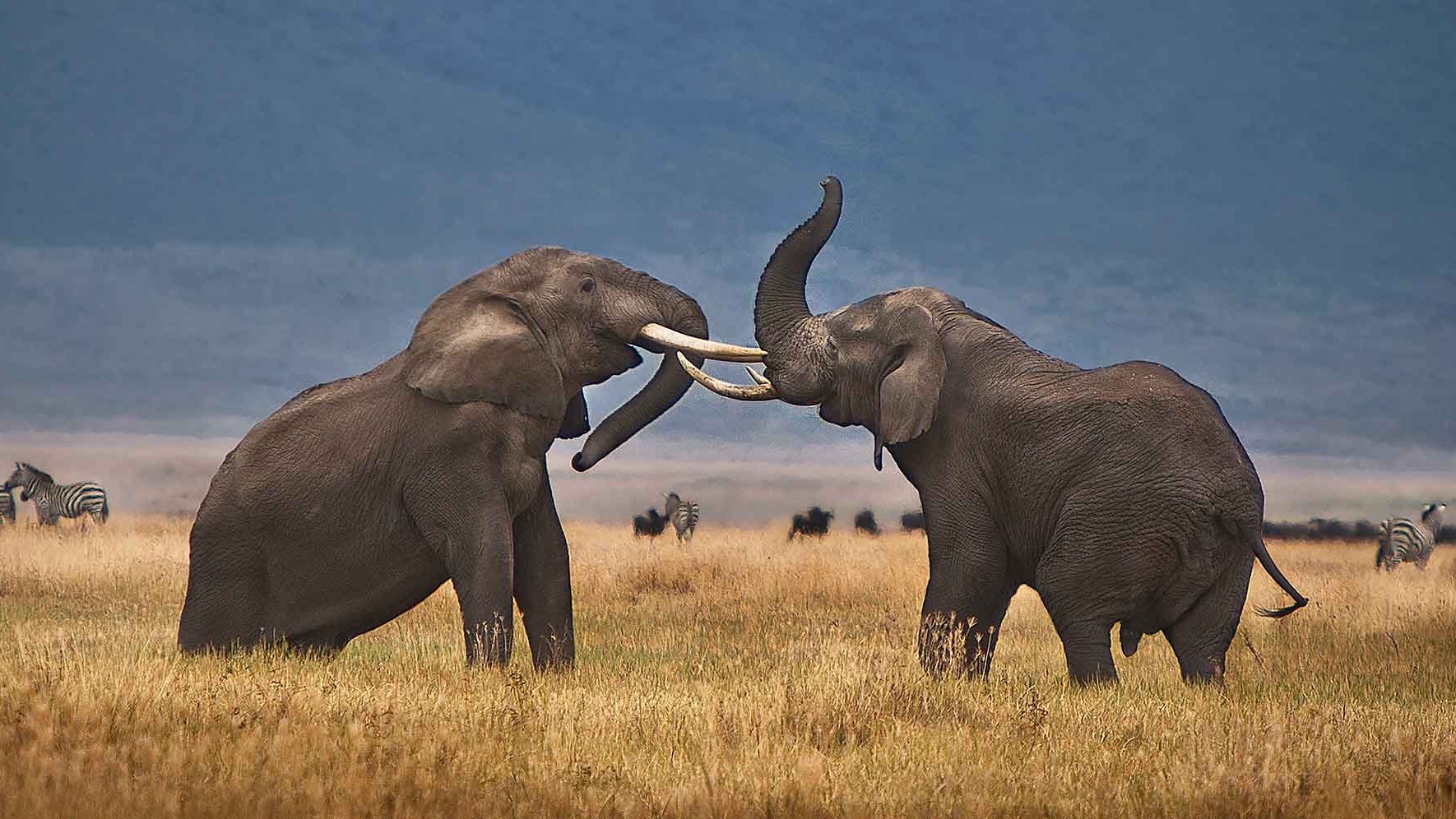 thornton-safaris-elephants-ngorongoro.jpg