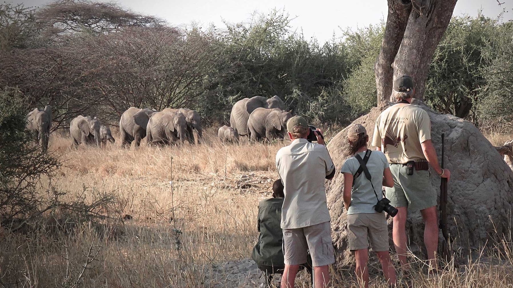 thornton-safaris-walking-on-elephants-tarangire-cropped.jpg