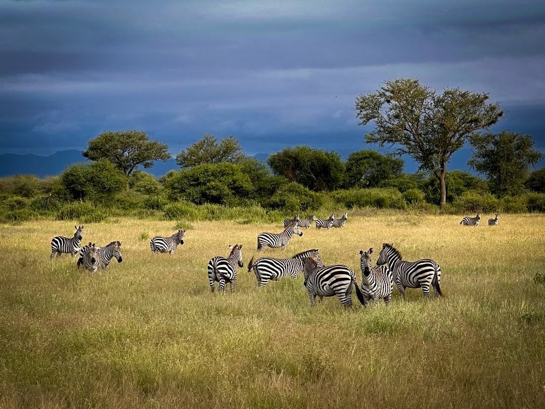 REMOTE MAGIC. Spent a beautiful two days in the Great Rift Valley watching elephants, giraffe and all these zebra in the open plains. Even had a big male lion on a night game drive! Did not see another soul for our entire stay.

#lifeofadventure 
#we