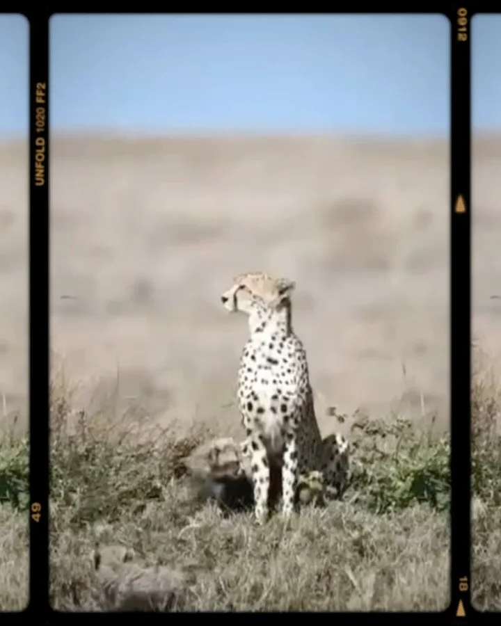 A beautiful morning in the Serengeti plains with our guests, watching a mama cheetah and her cubs in a quiet and secluded spot, away from the crowds. The highlight was a not so common sighting of an aardwolf, a nocturnal animal that rests in burrows 