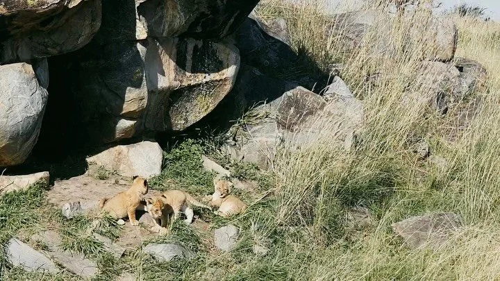 A morning out with our clients saw us witness these tender moments of cubs and mama lioness. Always rewarding to be still and present waiting to see what the morning will bring.