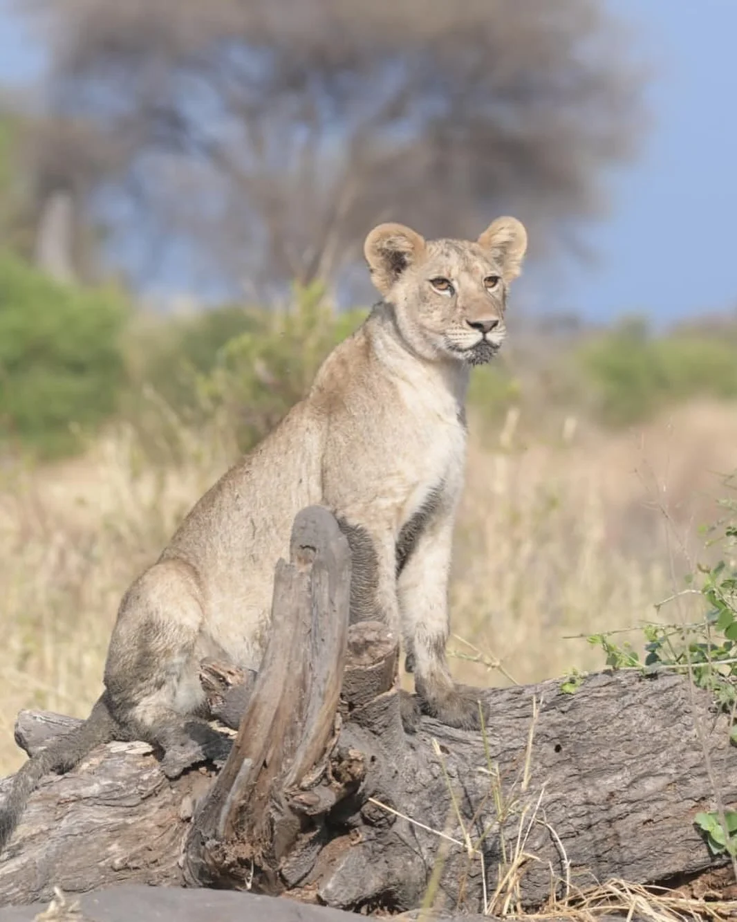 What a sighting on our last walk in the remote Tarangire Wilderness. Always a treat seeing cats on walks! #lions #walkingsafaris #remote #farfromcrowds #privatesafaris #exclusivewilderness #bespoketravel