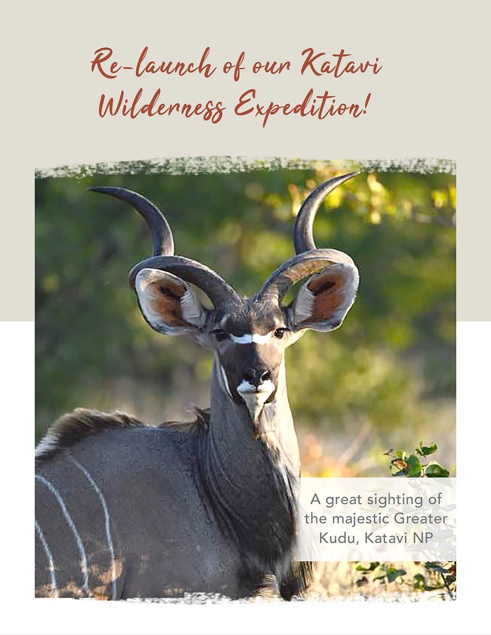 Get ready for some fantastic trips! Our latest and most exciting safari ideas for 2026 are out now! http://eepurl.com/jpm9G2