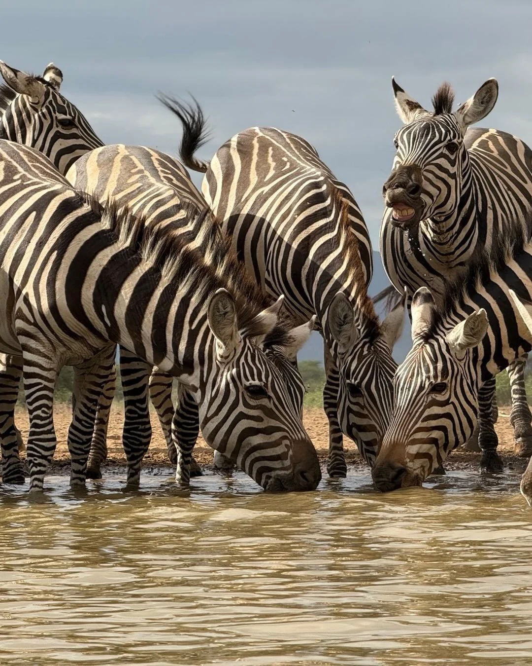 Sometimes the best thing to do is to hide out beside the waterhole and let the animals come to you. Offers fantastic photo opportunities and also a bit of quiet and solitude to observe their behavior. These waterhole areas are best from July to Octob
