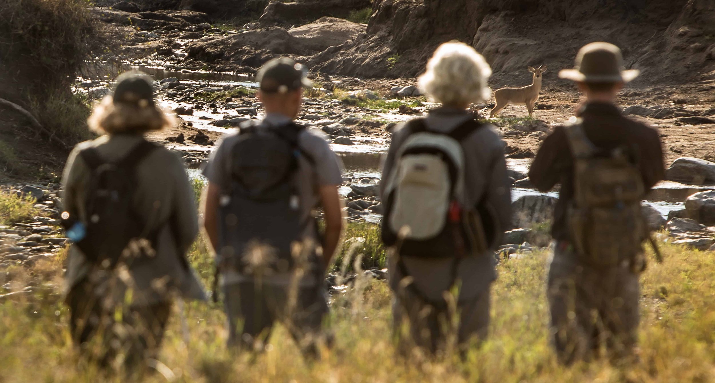 thornton-safaris-ruaha-walking-safari-water-buck.jpg