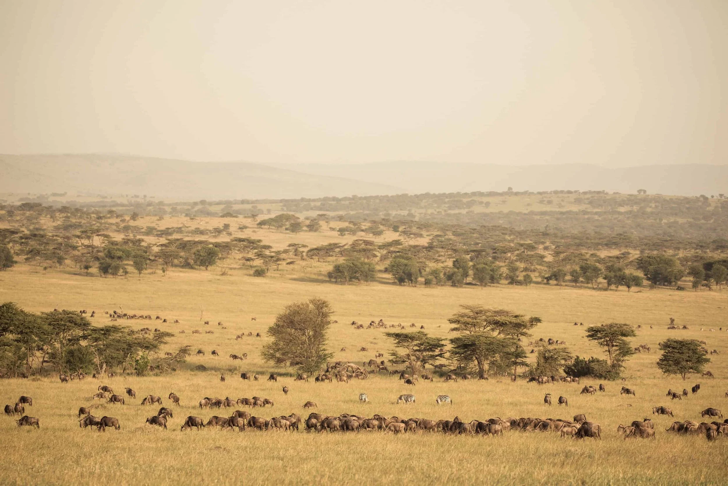 thornton-safaris-wildebeest-migration 12-56-27.jpg