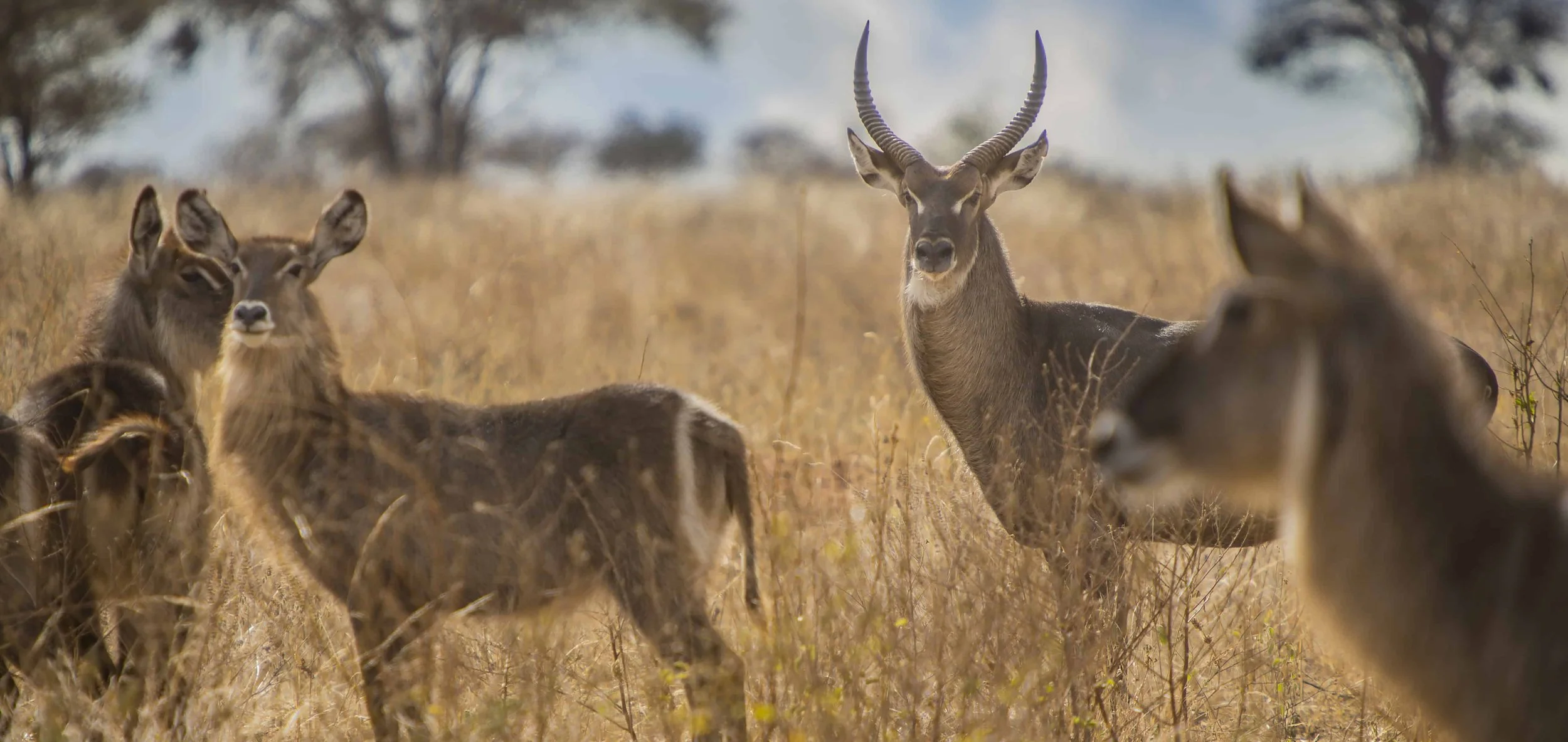 thornton-safaris-serengeti-water-buck.jpg