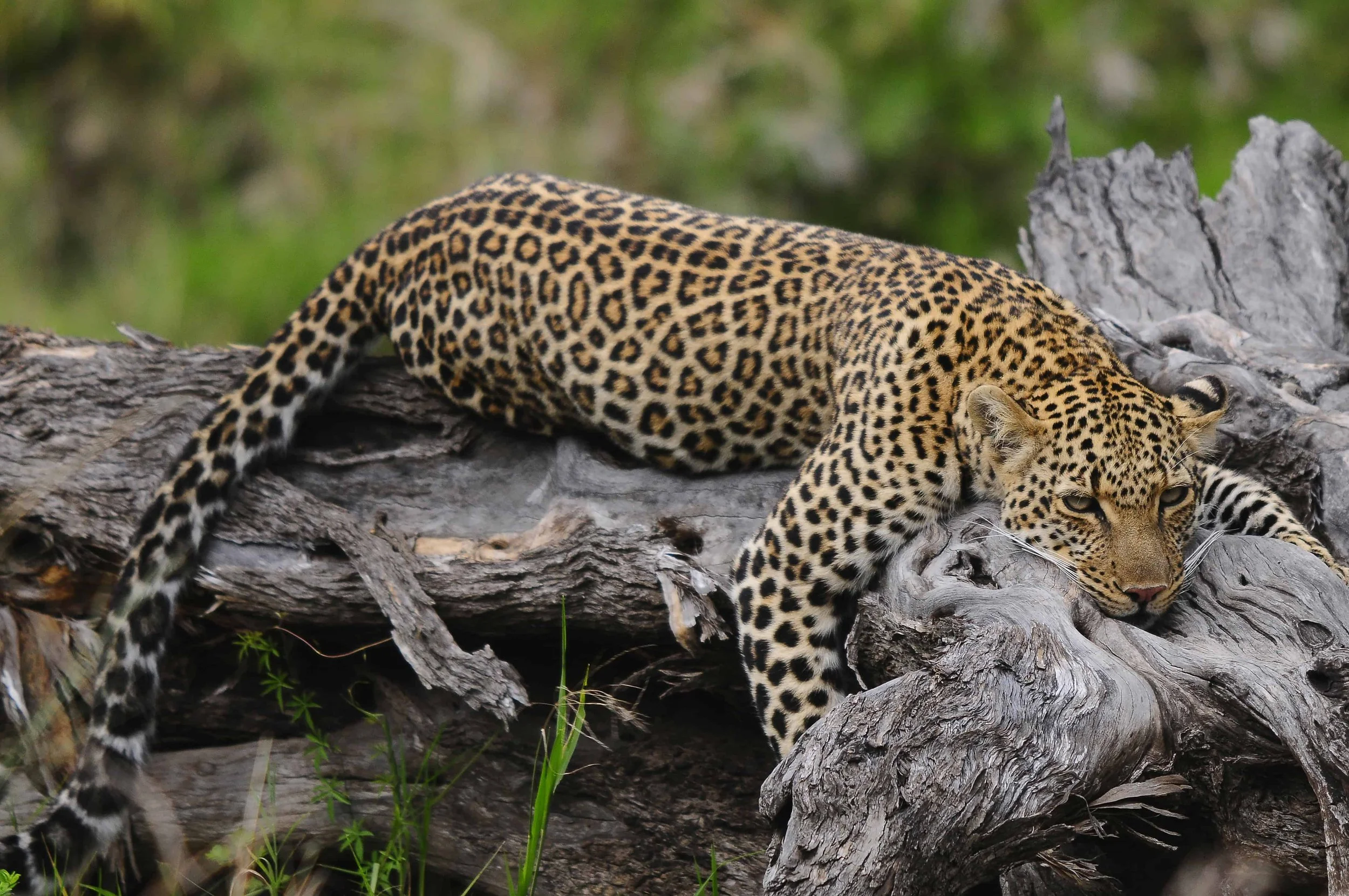 thornton-safaris-leopard-on-tree-trunk.jpg