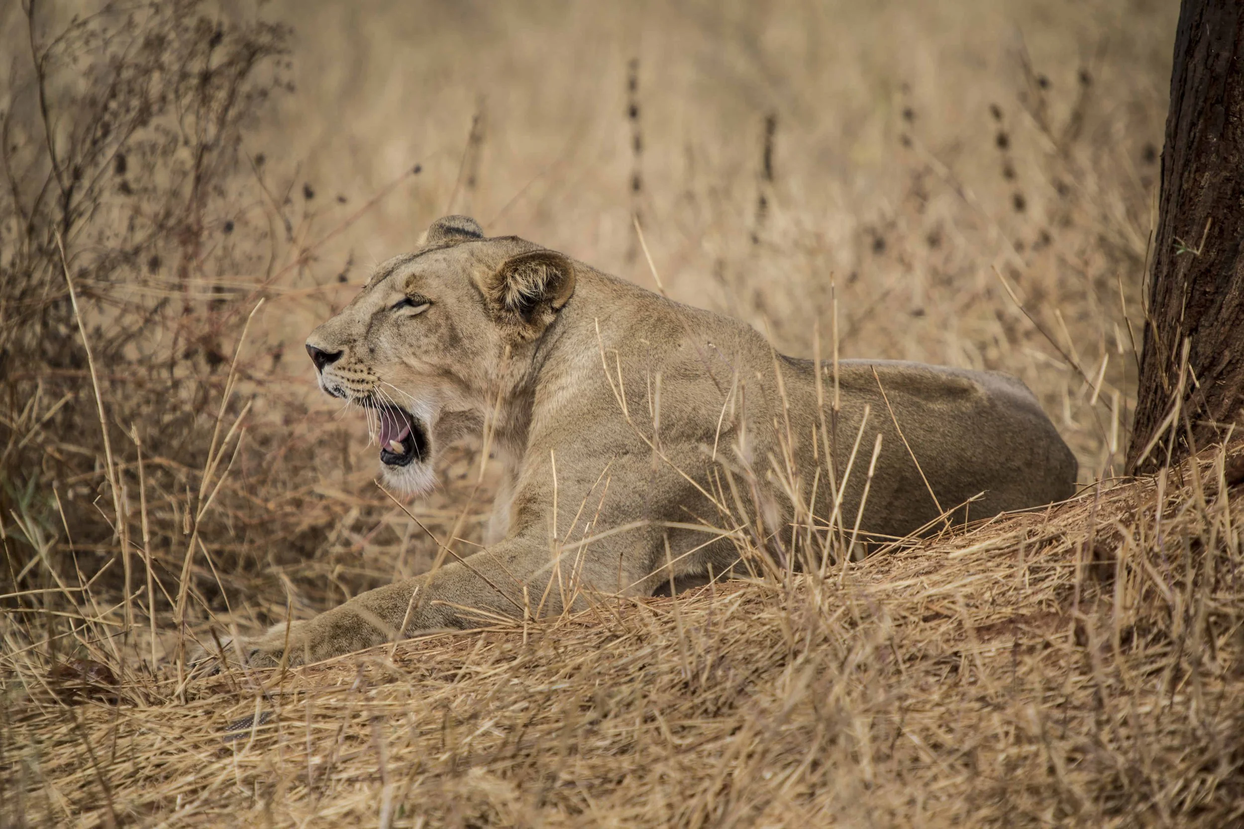 thornton-safaris-tarangire-lioness.jpg