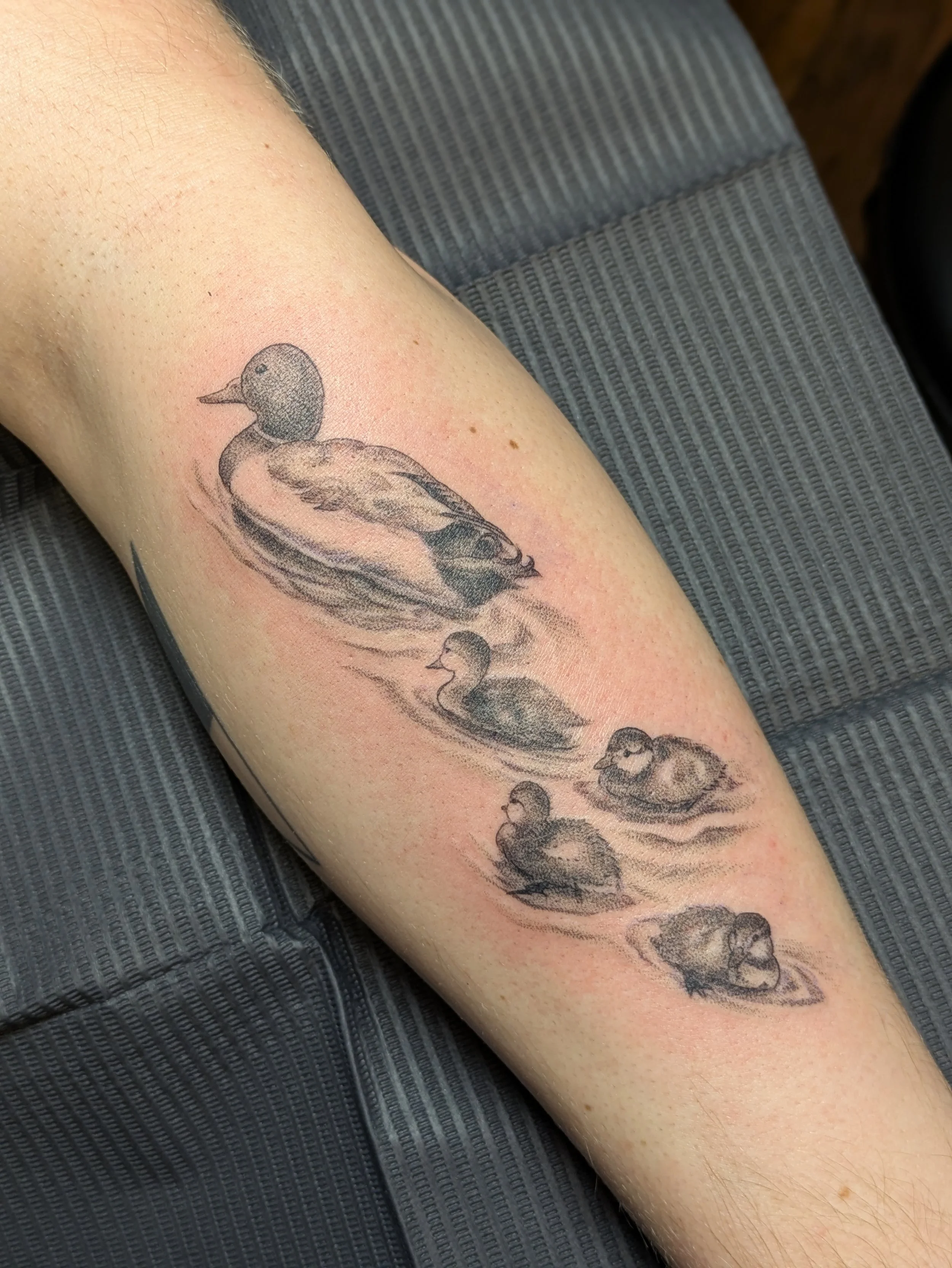 Family of ducks