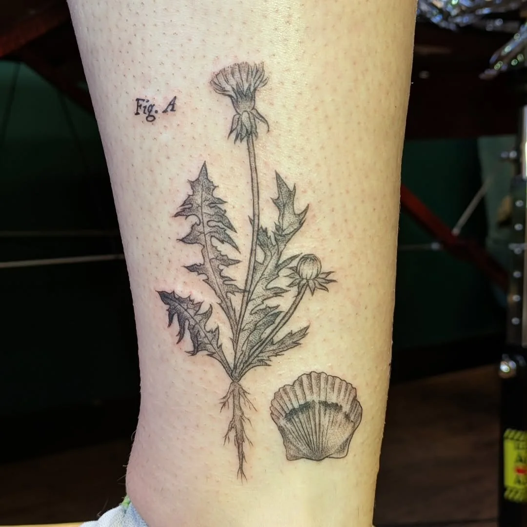 Rachel recently inked this incredibly detailed fine-line piece featuring a dandelion and a seashell. With its precise linework and scientific labeling, it looks as if it were pulled straight from the pages of a vintage botany textbook. The delicate s
