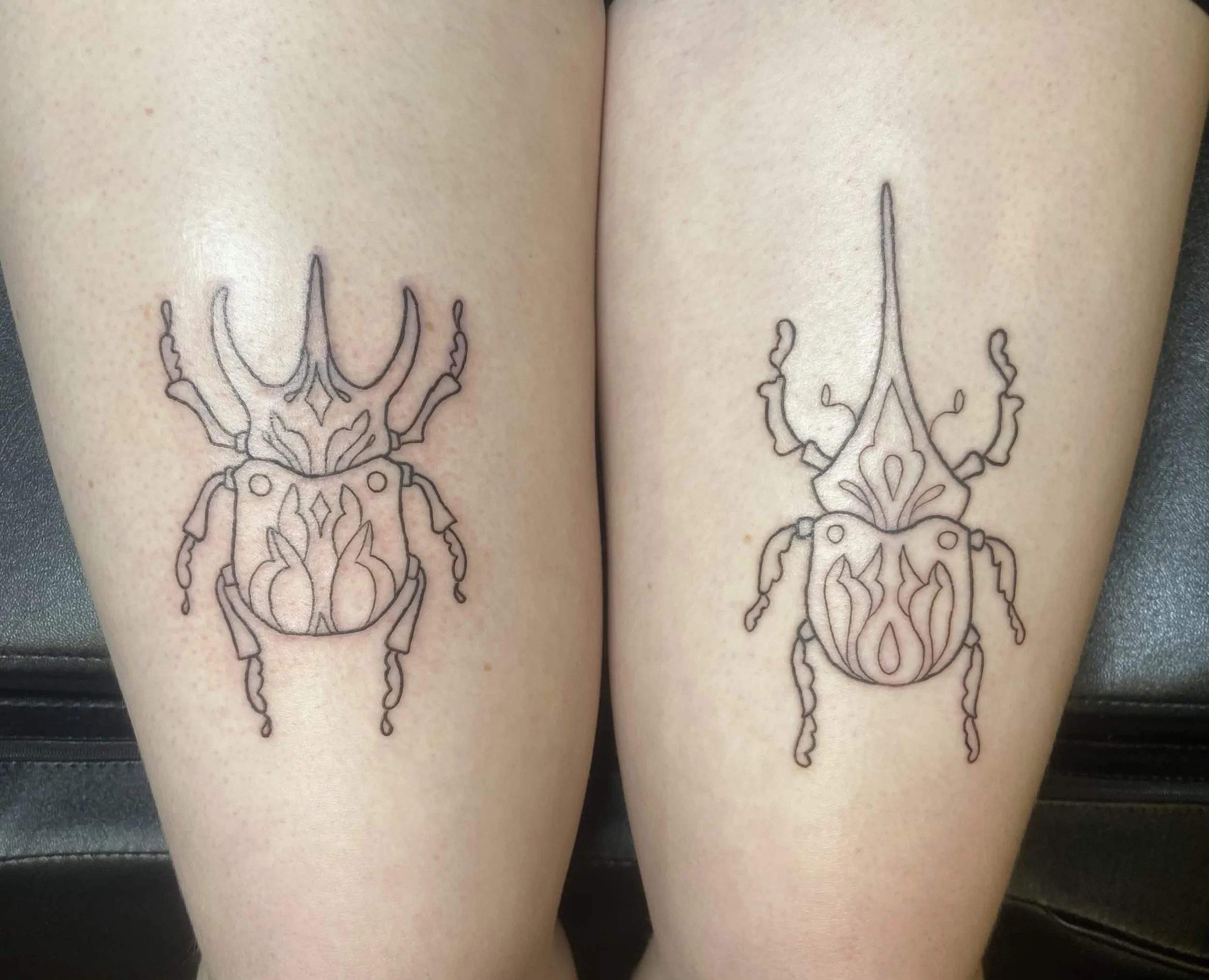 Atlas & Rhinoceros Beetles