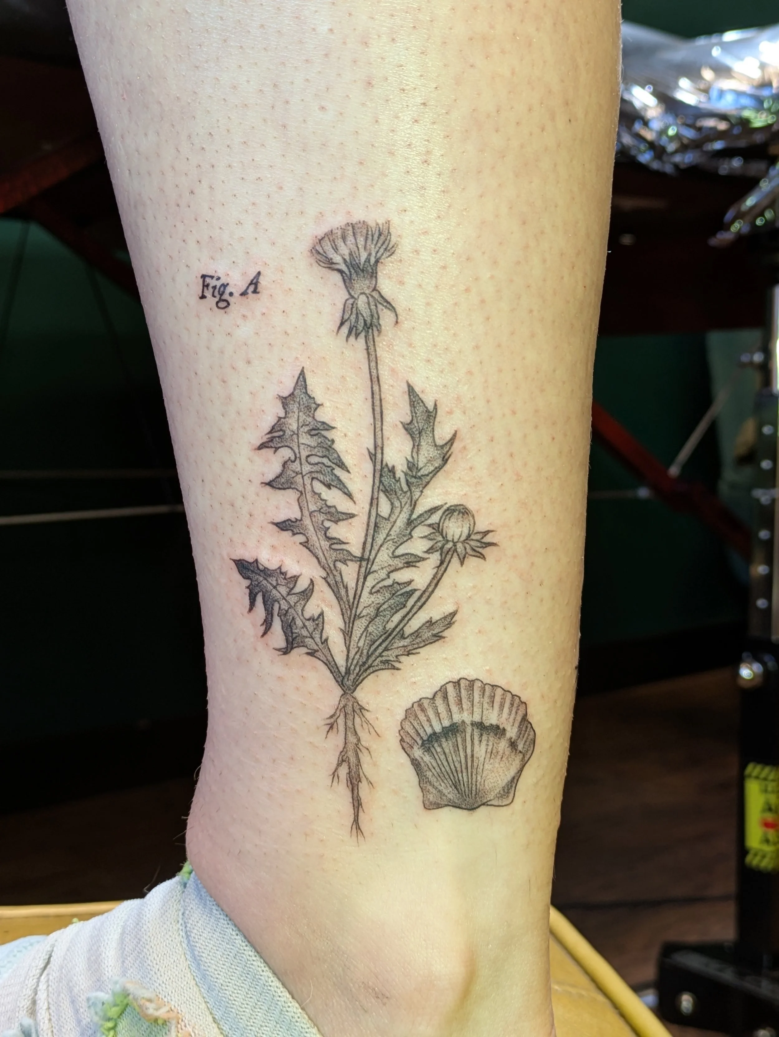 A dandelion and seashell
