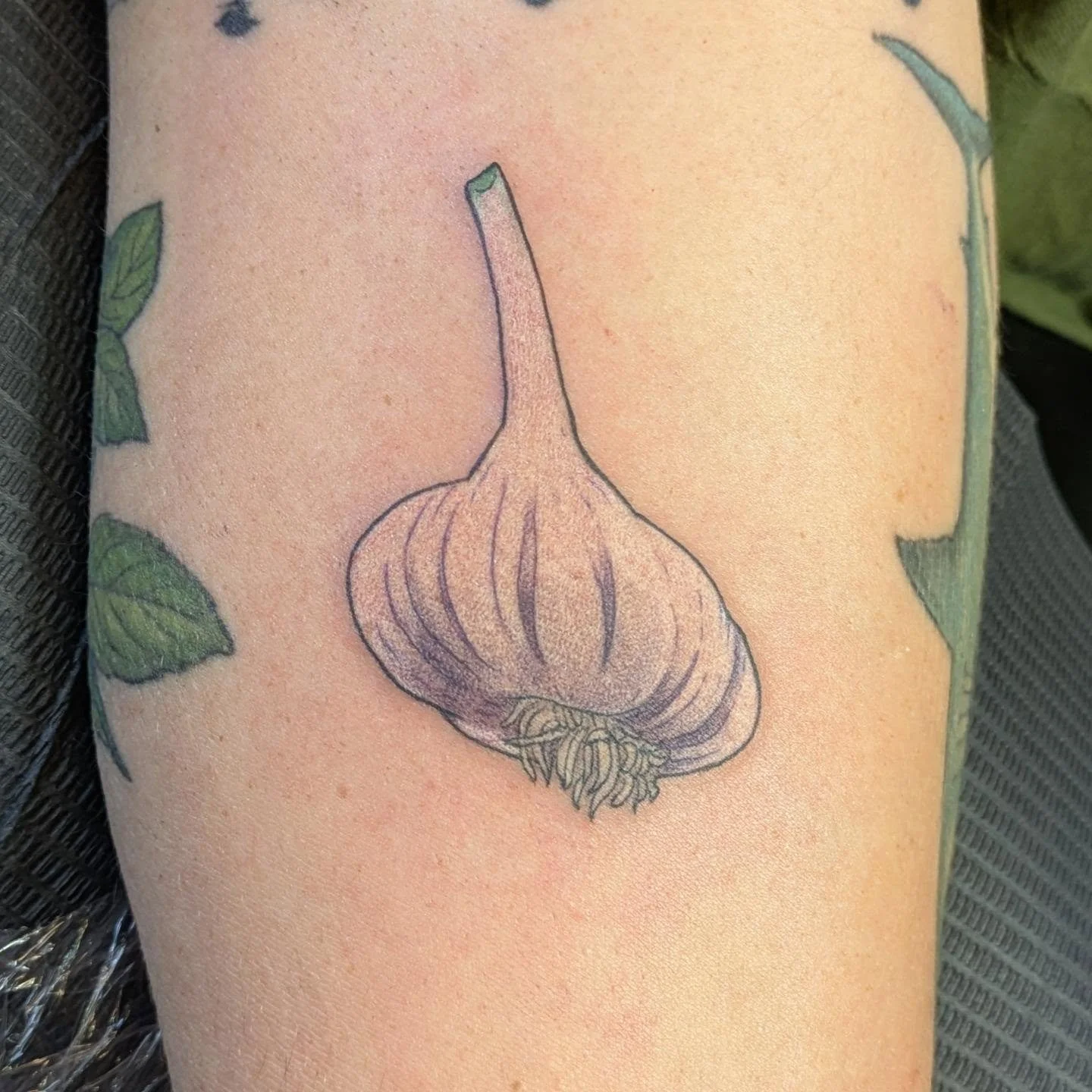 A bulb of garlic, ready to be torn down into delicious seasoning.