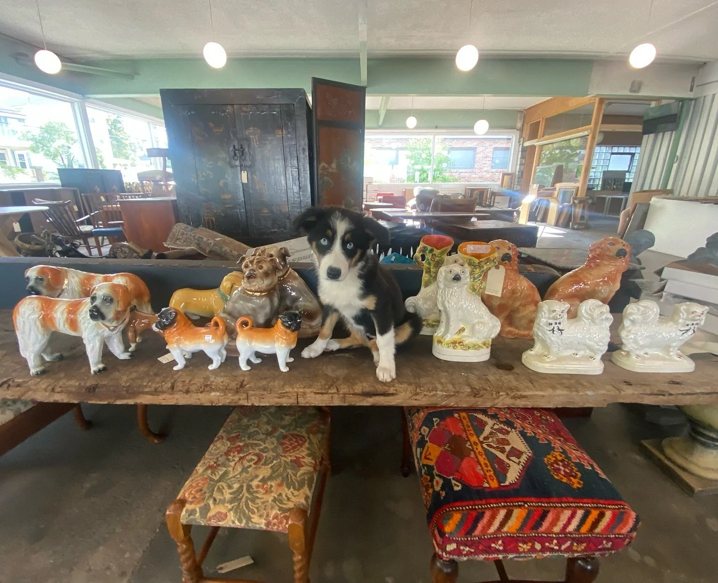 which of these dogs is doing their own thing? #publicsalepup