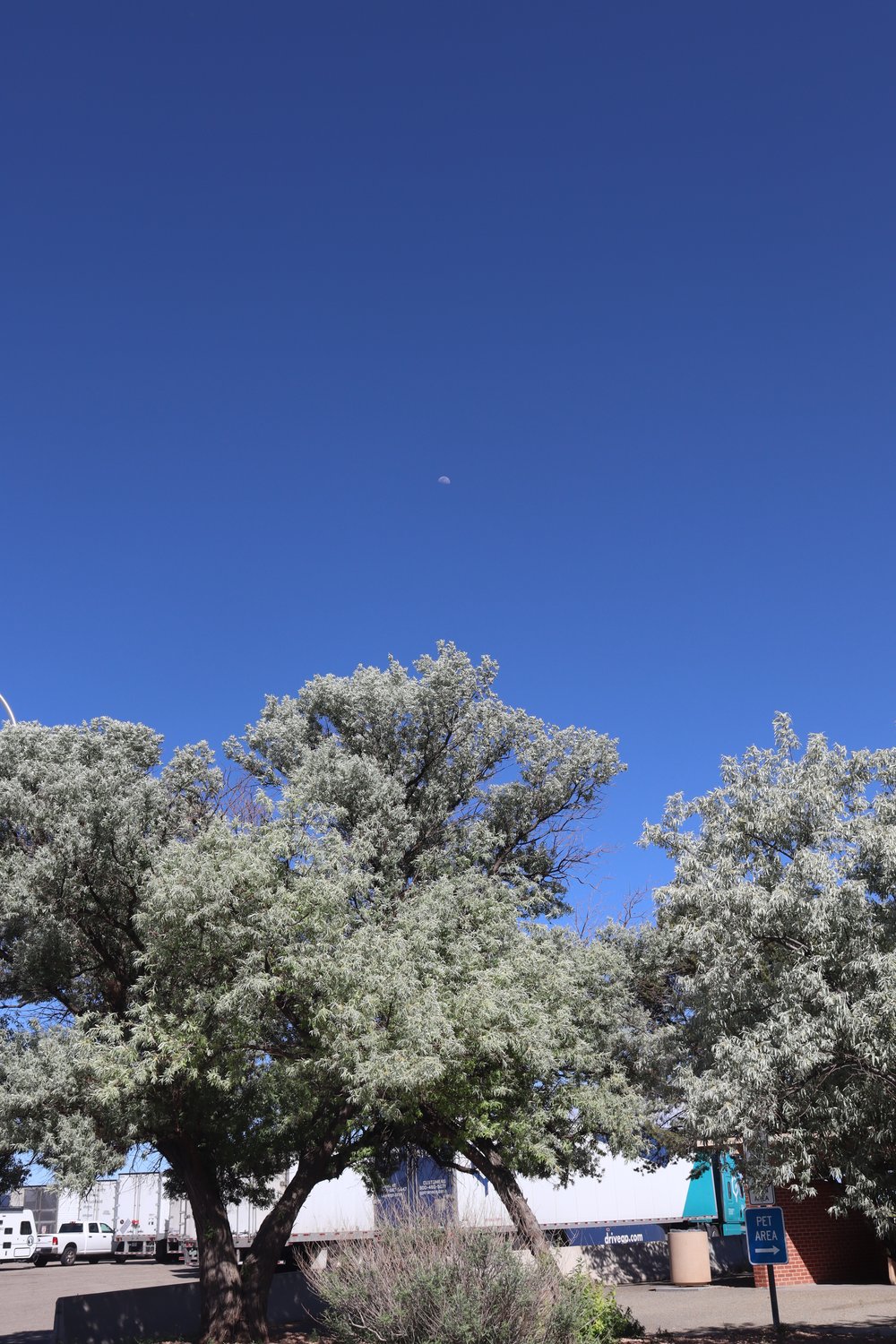 Daytime moon in beautiful blue NM sky.