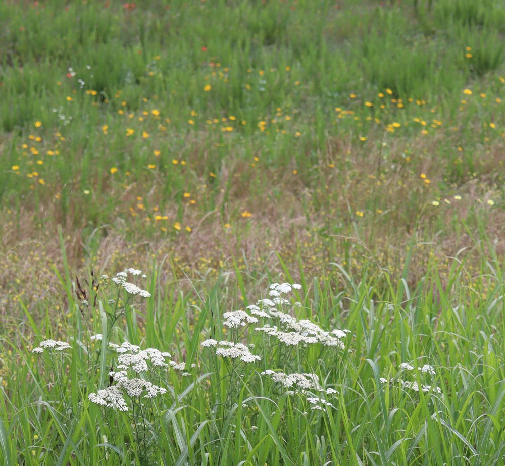 flowers yellow and white.JPG