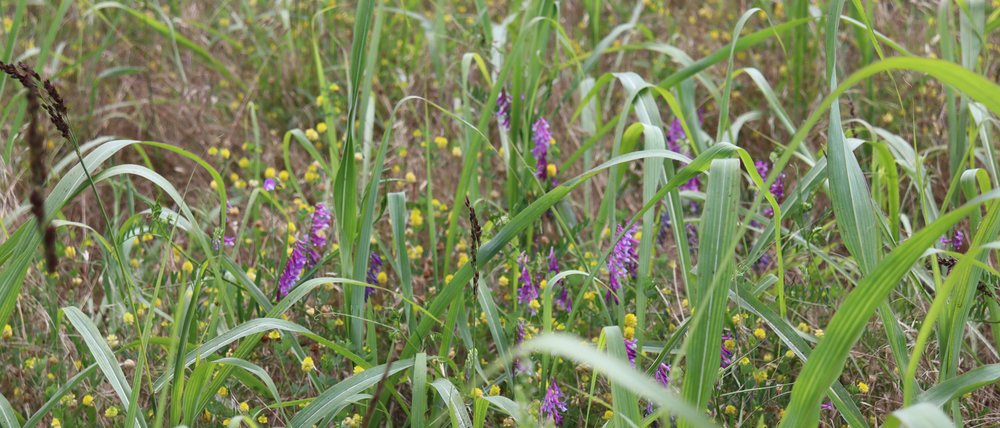 flowers purple.JPG