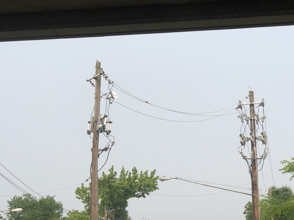 While waiting for the train, we look for "our" mockingbird across the way, always perched at the top of one of these telephone poles.