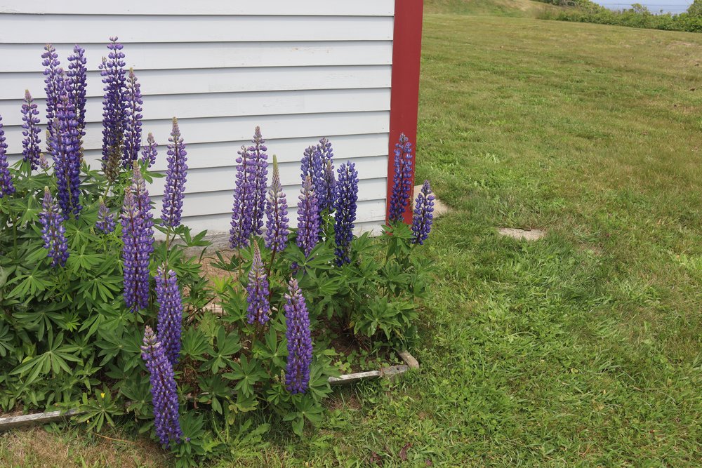 Lupines at a stop on the way. So beautiful growing as a wildflower on the roadsides.