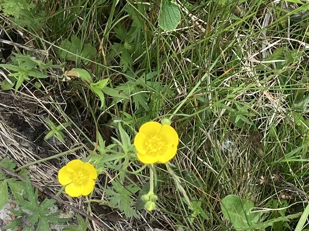 flowers buttercups.jpg