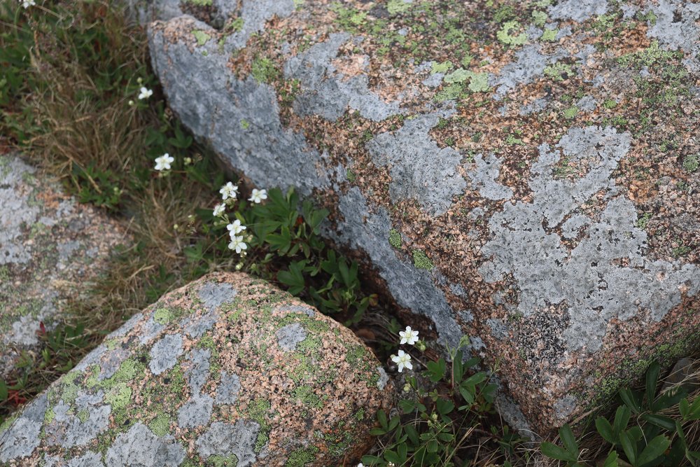 acadia cadillac flowers refuge.jpg