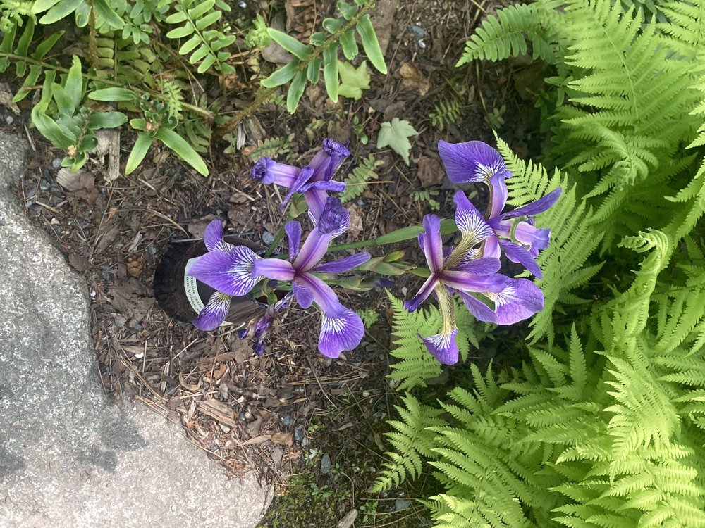 flowers iris like.jpg