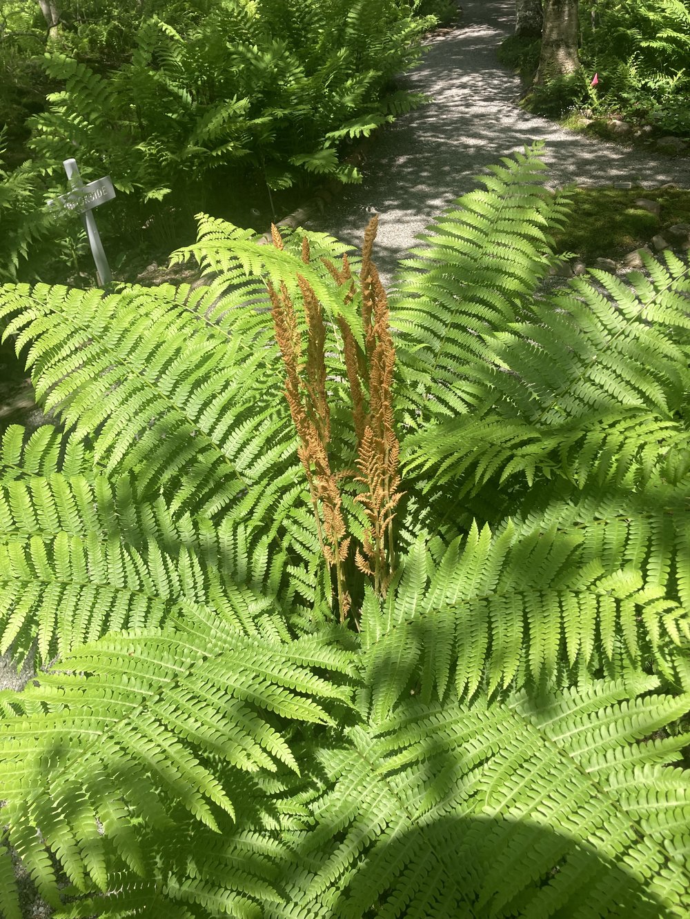 flowers ferns.jpg