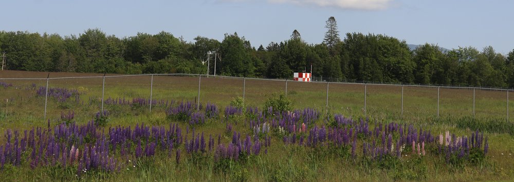 There's lots of purple lupine along the sides of the road and every so often you see a few pink ones mixed in.